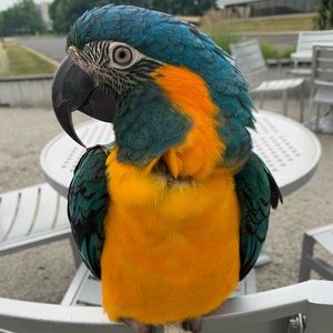 Meet your Posher, Hugo